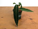 Anthurium Warocqueanum 'Queen'