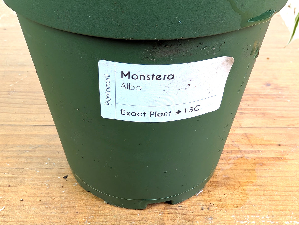 Monstera deliciosa 'Albo Variegata' - Exact Plant 4 Inch Pot #13C Half Moon