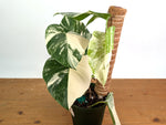 Monstera deliciosa 'Albo Variegata' - Exact Plant 4 Inch Pot #13C Half Moon