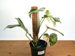 Monstera deliciosa 'Albo Variegata' - Exact Plant 4 Inch Pot #13C Half Moon