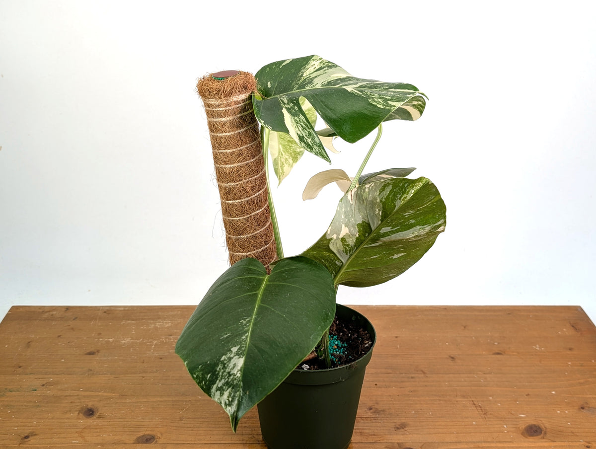 Monstera deliciosa 'Albo Variegata' - Exact Plant 4 Inch Pot #13C Half Moon