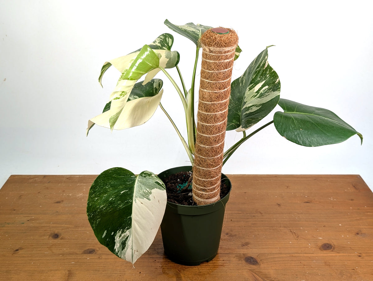 Monstera deliciosa 'Albo Variegata' - Exact Plant 4 Inch Pot #13C Half Moon
