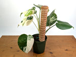 Monstera deliciosa 'Albo Variegata' - Exact Plant 4 Inch Pot #13C Half Moon