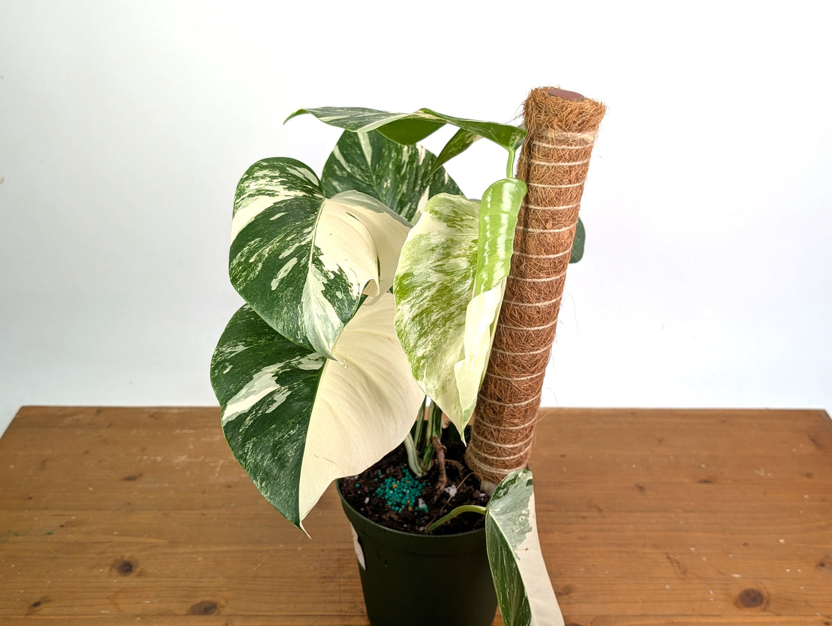 Monstera deliciosa 'Albo Variegata' - Exact Plant 4 Inch Pot #13C Half Moon