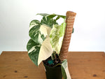 Monstera deliciosa 'Albo Variegata' - Exact Plant 4 Inch Pot #13C Half Moon