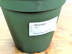 Monstera Albo - Exact Plant #13D Half Moon
