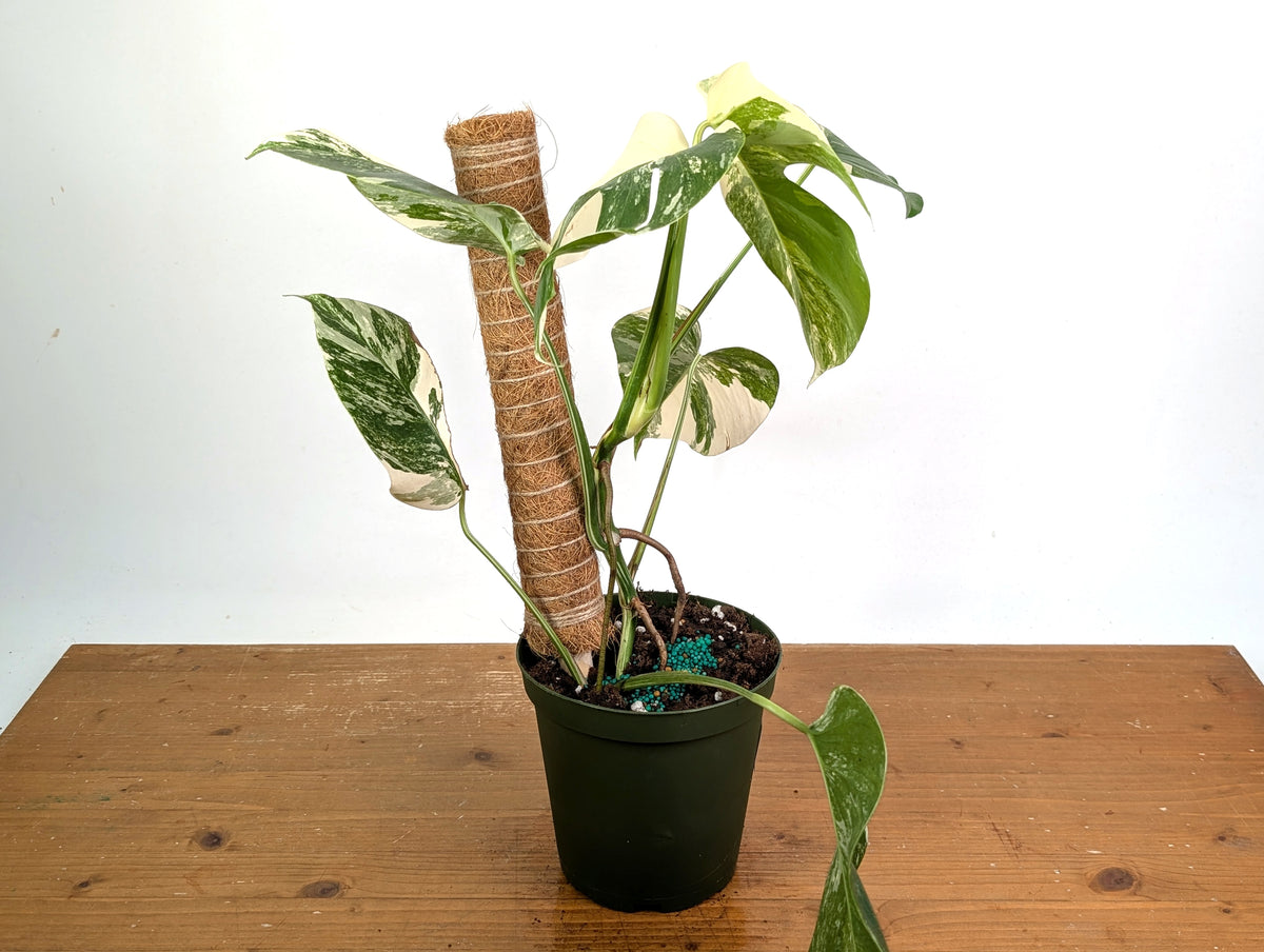 Monstera Albo - Exact Plant #13D Half Moon