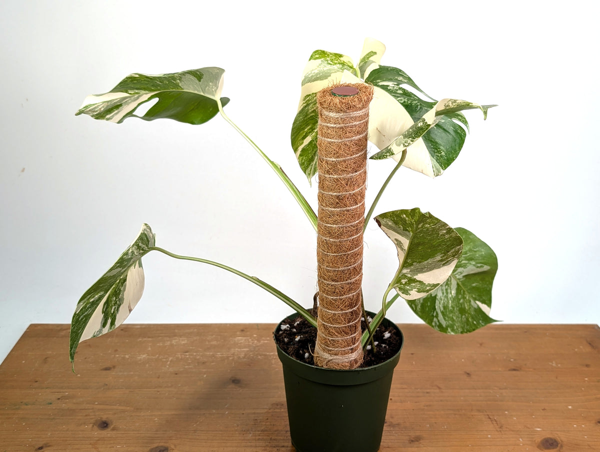 Monstera Albo - Exact Plant #13D Half Moon
