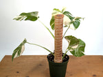Monstera Albo - Exact Plant #13D Half Moon