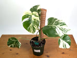 Monstera Albo - Exact Plant #13D Half Moon
