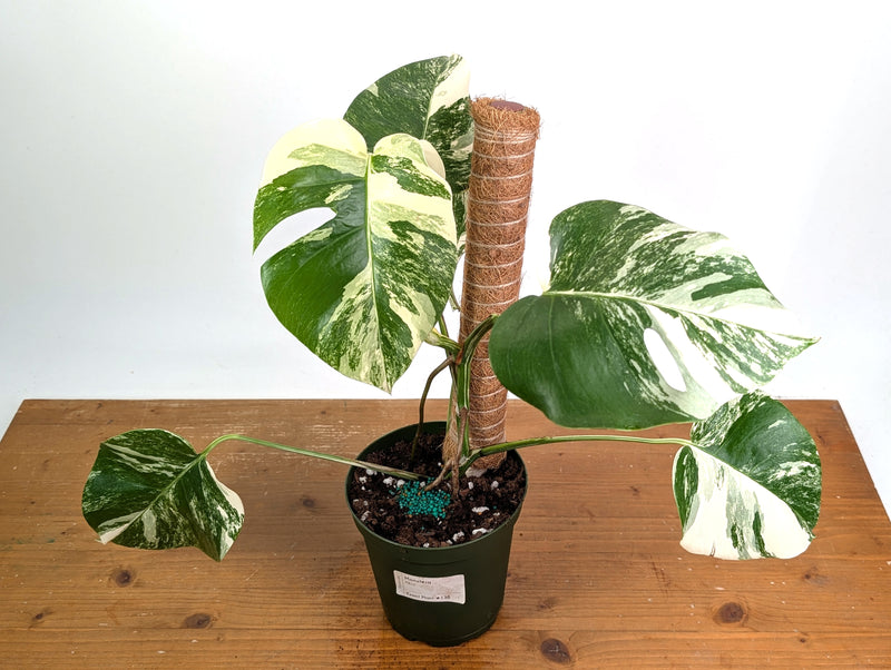 Monstera Albo - Exact Plant #13D Half Moon