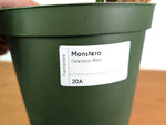 Monstera deliciosa 'Albo Variegata' - Exact Plant #20A