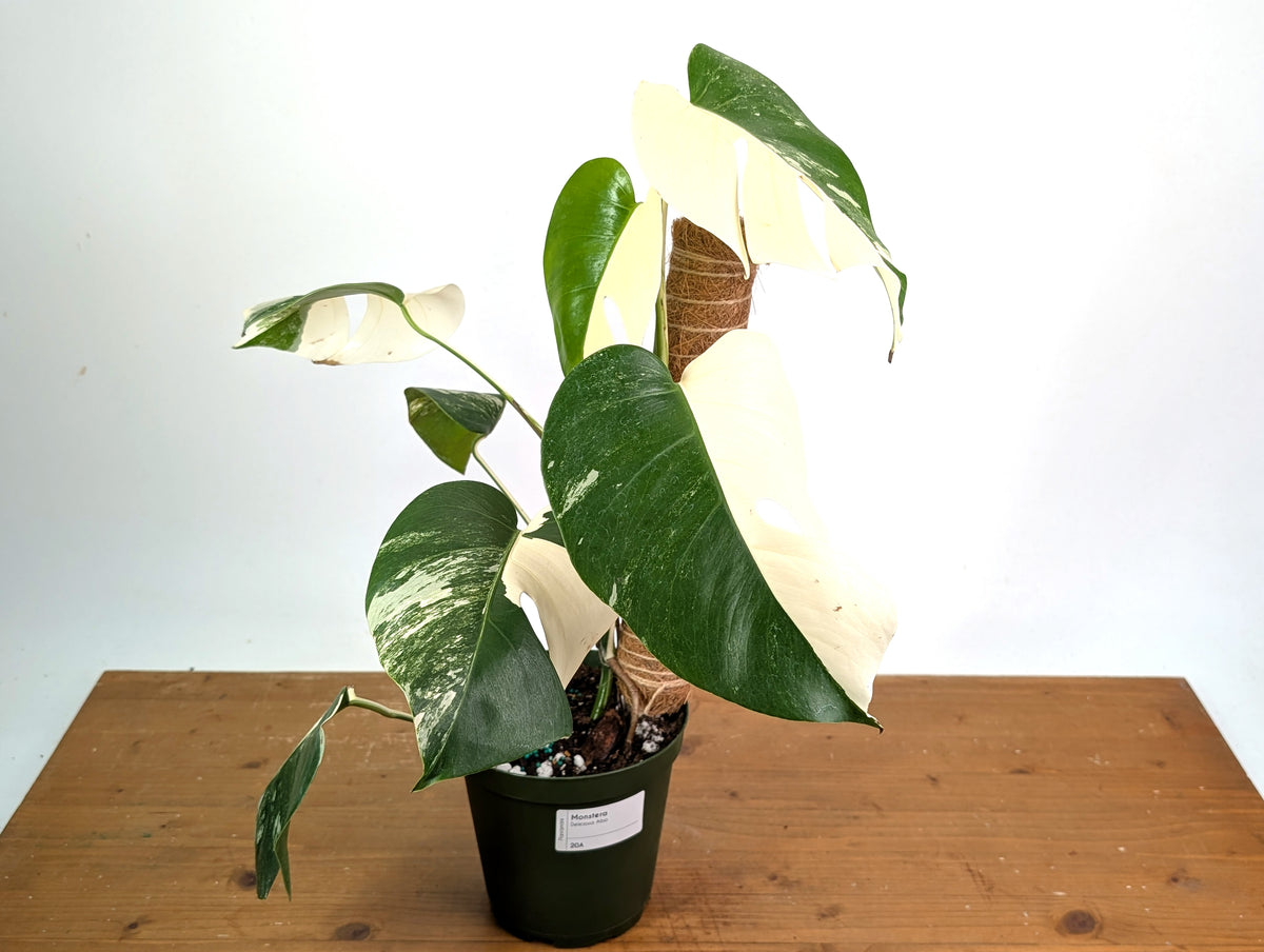 Monstera deliciosa 'Albo Variegata' - Exact Plant #20A