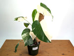 Monstera deliciosa 'Albo Variegata' - Exact Plant #20A