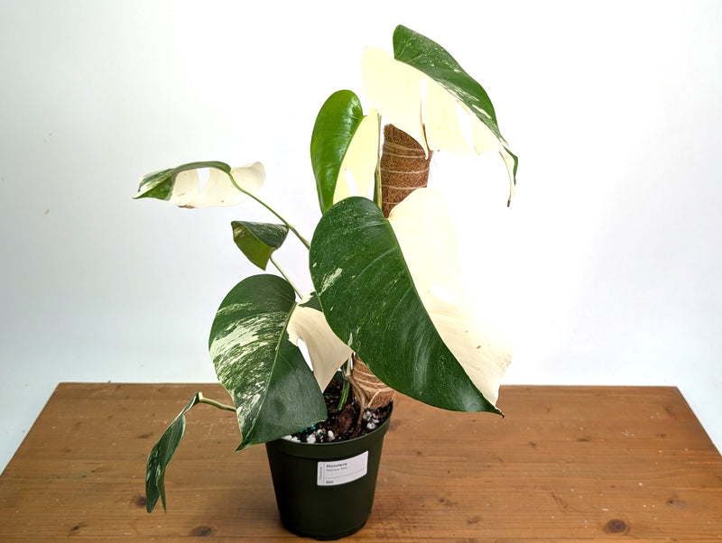 Monstera deliciosa 'Albo Variegata' - Exact Plant #20A