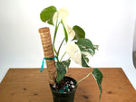 Monstera deliciosa 'Albo Variegata' - Exact Plant #20A