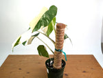 Monstera deliciosa 'Albo Variegata' - Exact Plant #20A