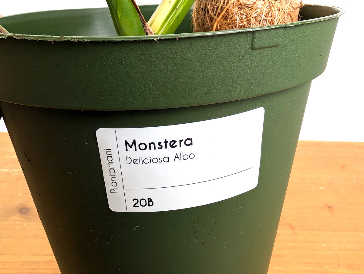Monstera deliciosa 'Albo Variegata' - Exact Plant #20B