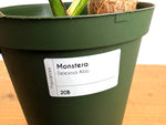 Monstera deliciosa 'Albo Variegata' - Exact Plant #20B
