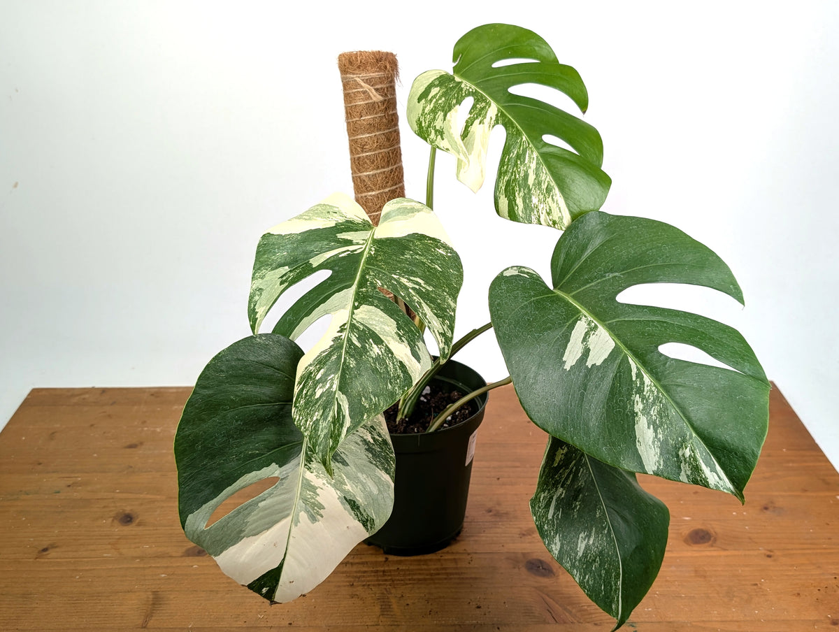 Monstera deliciosa 'Albo Variegata' - Exact Plant #20B