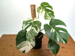 Monstera deliciosa 'Albo Variegata' - Exact Plant #20B