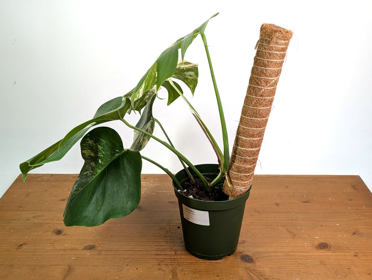 Monstera deliciosa 'Albo Variegata' - Exact Plant #20B