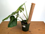 Monstera deliciosa 'Albo Variegata' - Exact Plant #20B