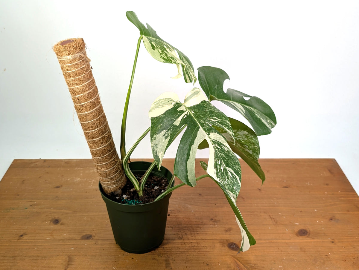 Monstera deliciosa 'Albo Variegata' - Exact Plant #20B