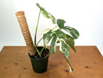 Monstera deliciosa 'Albo Variegata' - Exact Plant #20B