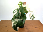 Monstera deliciosa 'Albo Variegata' - Exact Plant #20C