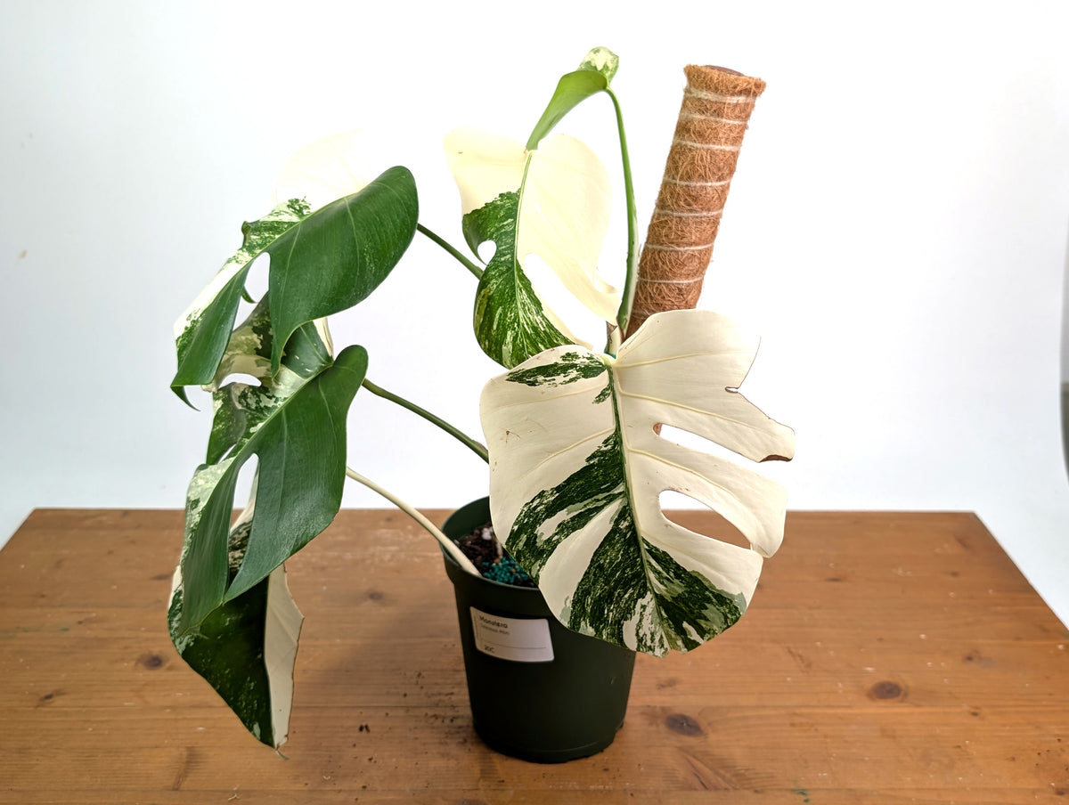 Monstera deliciosa 'Albo Variegata' - Exact Plant #20C