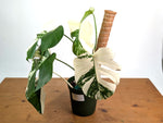 Monstera deliciosa 'Albo Variegata' - Exact Plant #20C