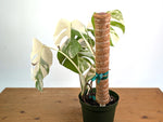 Monstera deliciosa 'Albo Variegata' - Exact Plant #20C