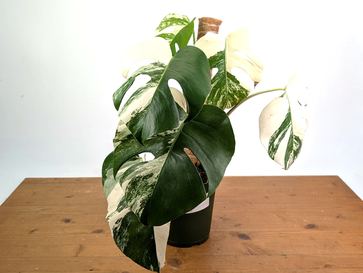 Monstera deliciosa 'Albo Variegata' - Exact Plant #20C