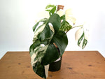 Monstera deliciosa 'Albo Variegata' - Exact Plant #20C