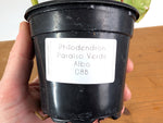 Philodendron Paraiso Verde Variegated Albo - Exact Plant #08B