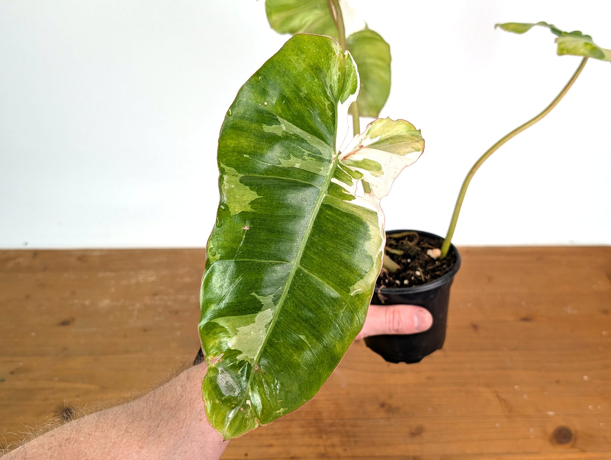 Philodendron Paraiso Verde Variegated Albo - Exact Plant #08B