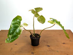 Philodendron Paraiso Verde Variegated Albo - Exact Plant #08B