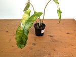 Philodendron Paraiso Verde Variegated Albo - Exact Plant #08B