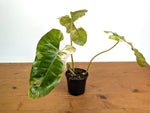 Philodendron Paraiso Verde Variegated Albo - Exact Plant #08B