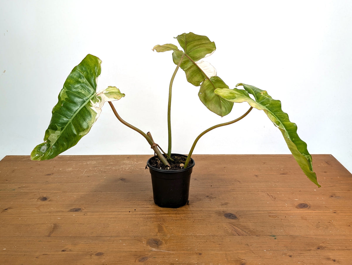 Philodendron Paraiso Verde Variegated Albo - Exact Plant #08B