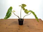 Philodendron Paraiso Verde Variegated Albo - Exact Plant #08B