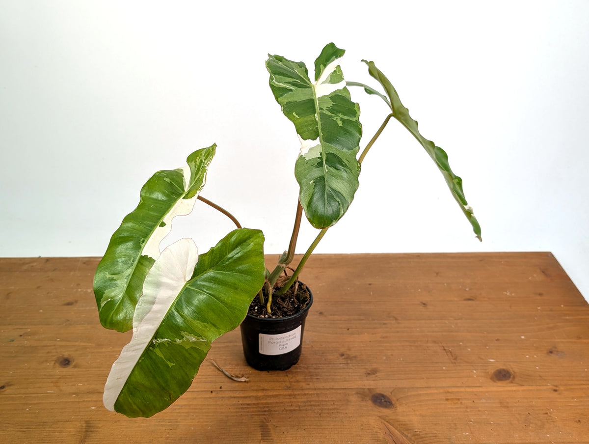 Philodendron Paraiso Verde Variegated Albo - Exact Plant #08A