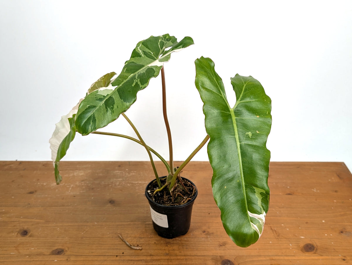 Philodendron Paraiso Verde Variegated Albo - Exact Plant #08A