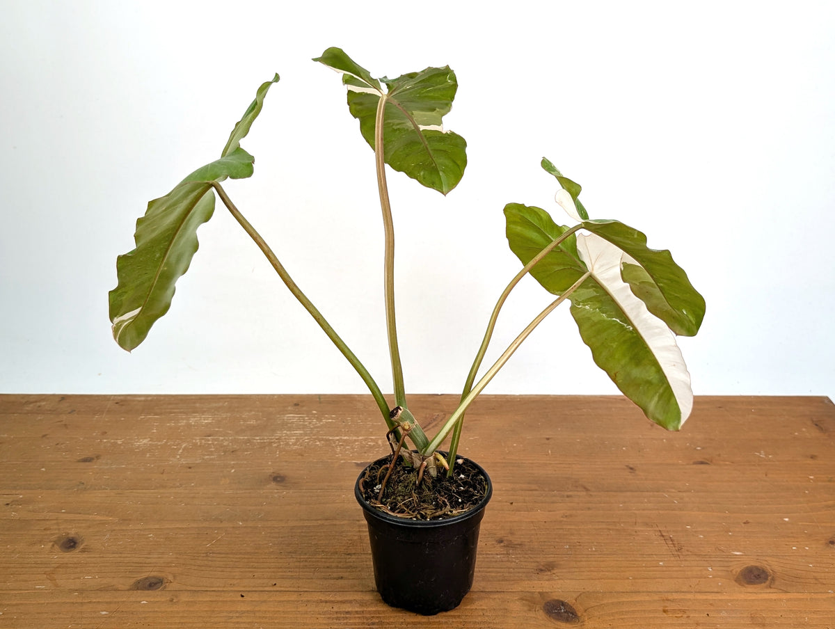 Philodendron Paraiso Verde Variegated Albo - Exact Plant #08A