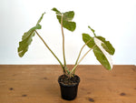 Philodendron Paraiso Verde Variegated Albo - Exact Plant #08A