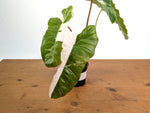 Philodendron Paraiso Verde Variegated Albo - Exact Plant #08A