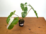Philodendron Paraiso Verde Variegated Albo - Exact Plant #08A