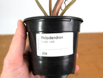 Philodendron Shady Lady - Exact Plant #20A