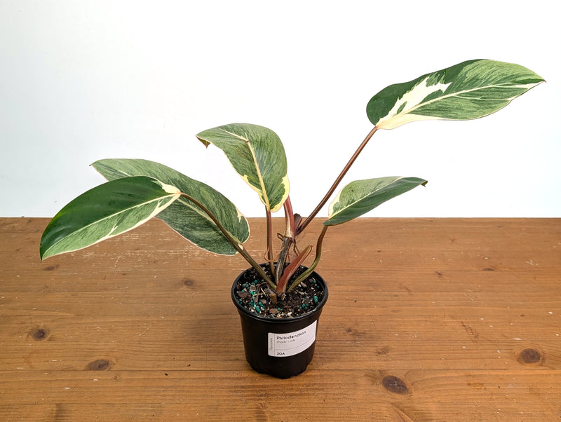 Philodendron Shady Lady - Exact Plant #20A